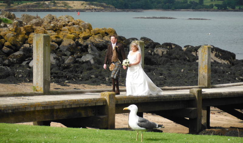  the bride and groom on the wooden jetty - with a seagull 